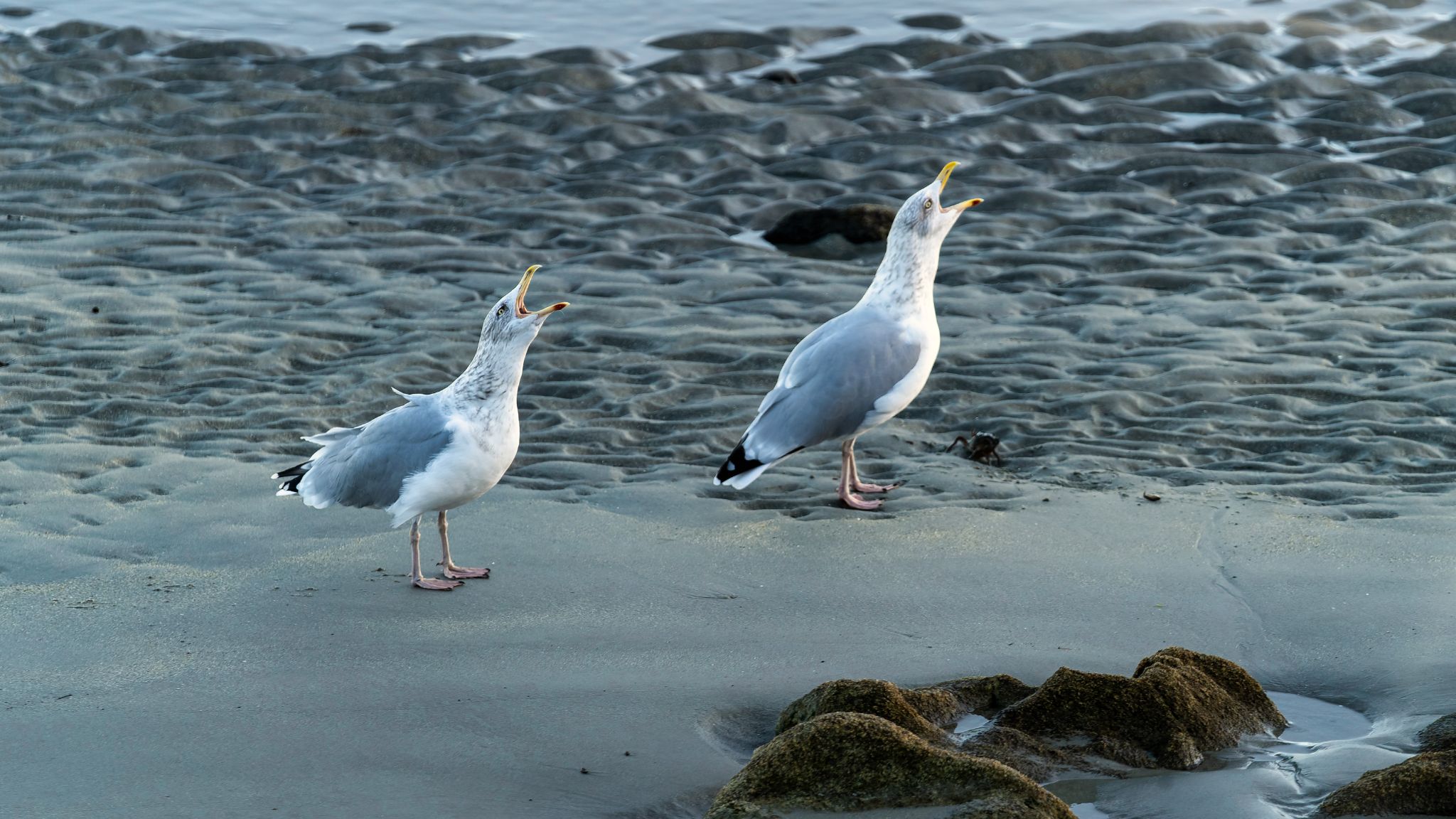 20250920 190352 Carnac   64, Boulevard de Légenèse, Legenese